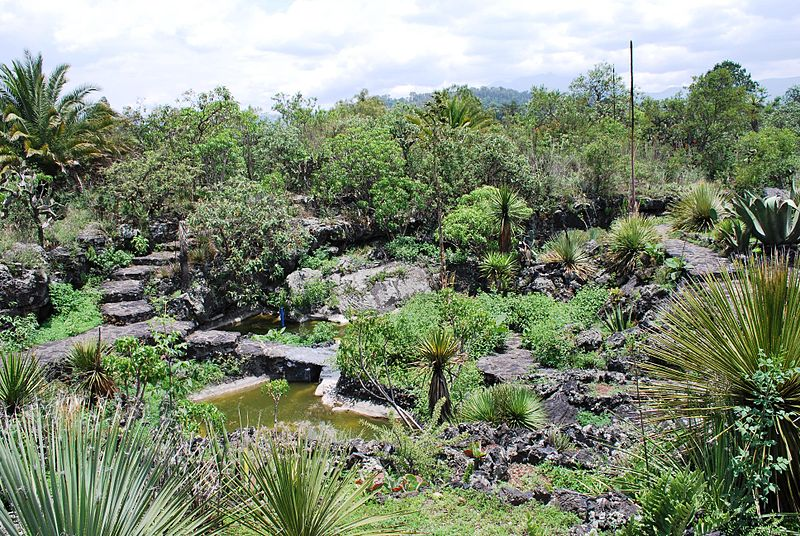Вид на ботанический сад UNAM