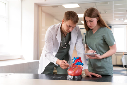 Студенты-медики изучают сердце