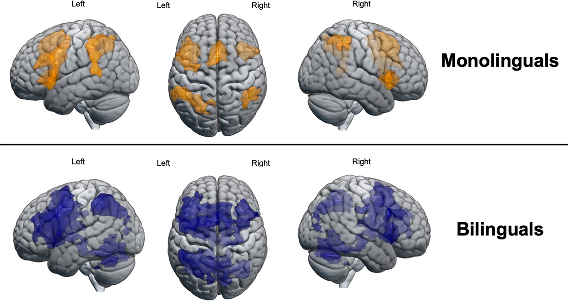Активность мозга билингва и монолингва во время решения арифметических задач