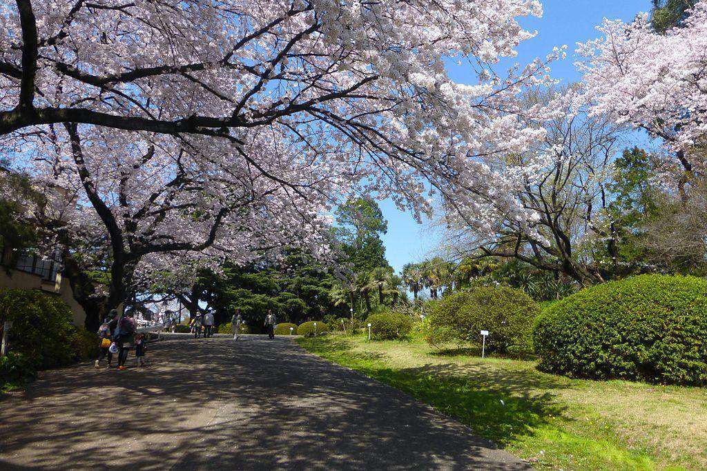 Ботанический сад Коишикава при Токийском университете