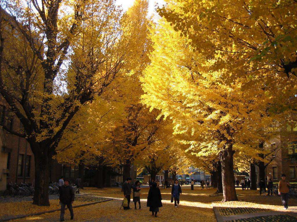 Расположенный в кампусе Хонго сад из деревьев Гинко, являющихся символом Токийского университета