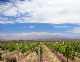 Mendoza Mendoza